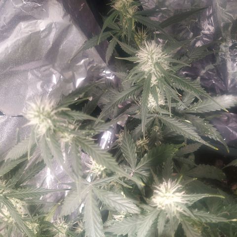 CriticalxG Cut growlog timeline photo