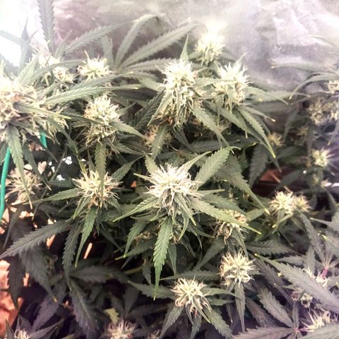 CriticalxG Cut growlog timeline photo