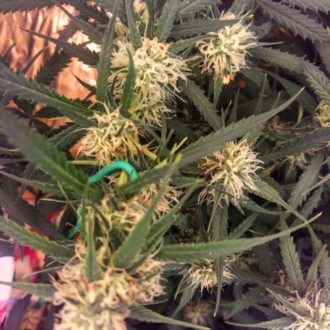 CriticalxG Cut growlog timeline photo