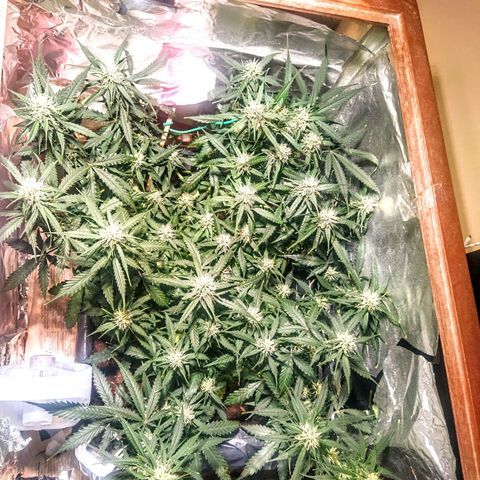 CriticalxG Cut growlog timeline photo