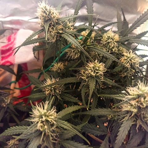 CriticalxG Cut growlog timeline photo