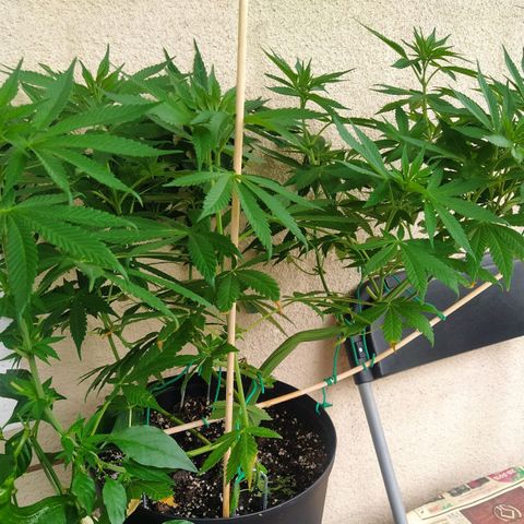 Auto Nordic Blueberry  growlog timeline photo