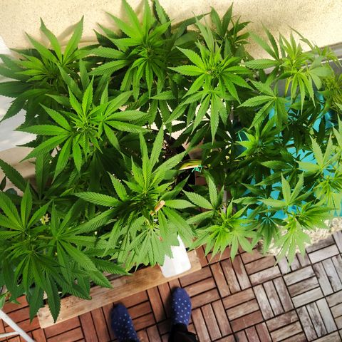 Auto Nordic Blueberry  growlog timeline photo