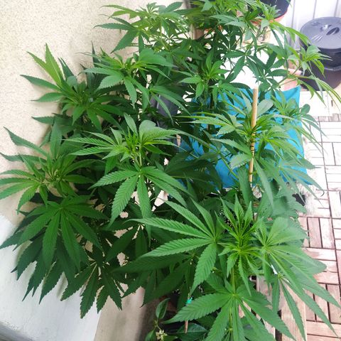 Auto Nordic Blueberry  growlog timeline photo