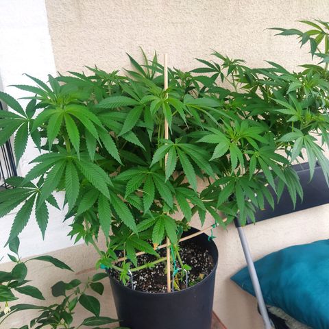 Auto Nordic Blueberry  growlog timeline photo