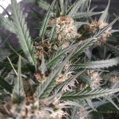 CriticalxG Cut growlog timeline photo