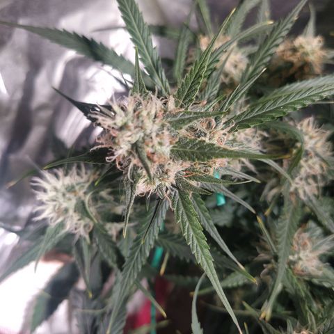 CriticalxG Cut growlog timeline photo