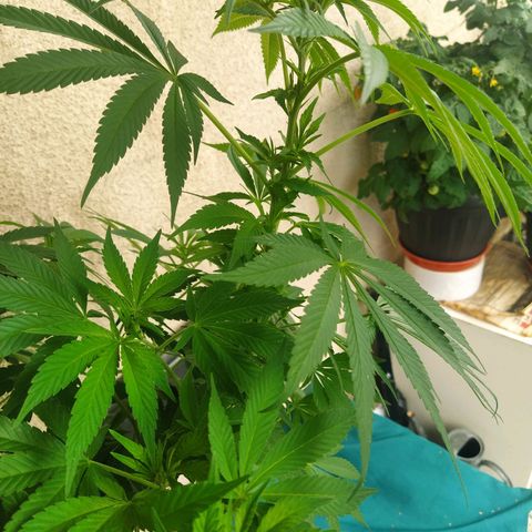 Auto Nordic Blueberry  growlog timeline photo