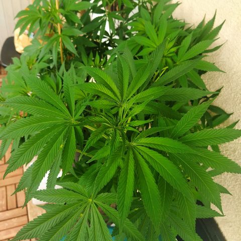 Auto Nordic Blueberry  growlog timeline photo