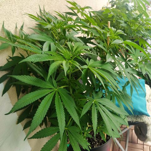 Auto Nordic Blueberry  growlog timeline photo