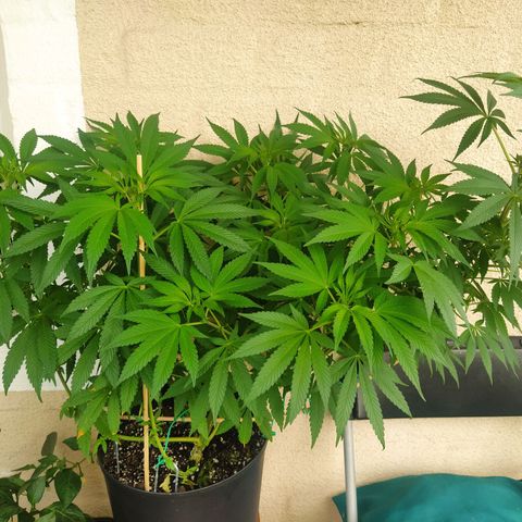 Auto Nordic Blueberry  growlog timeline photo