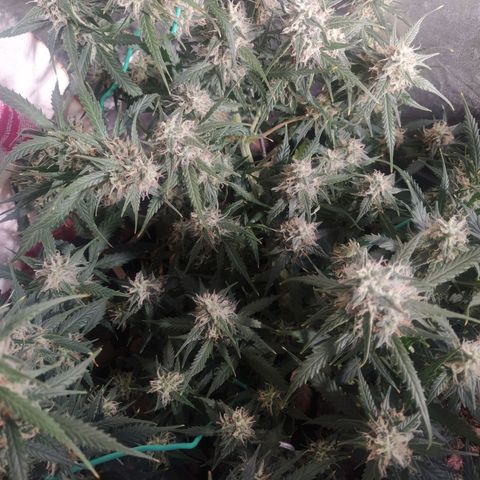 CriticalxG Cut growlog photo: A lot of fanleaves gone. 