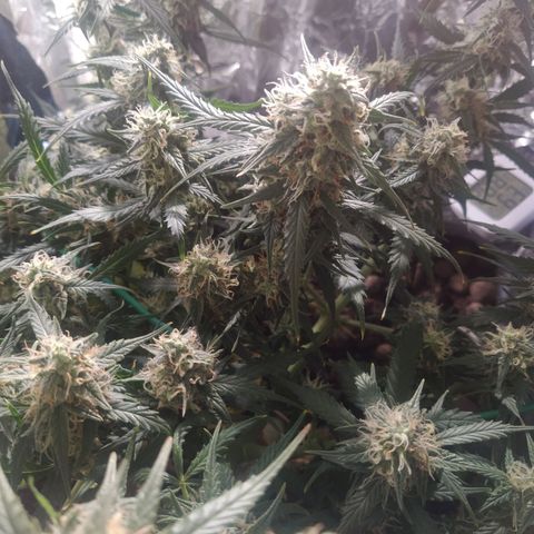 CriticalxG Cut growlog photo: A lot of fanleaves gone. 