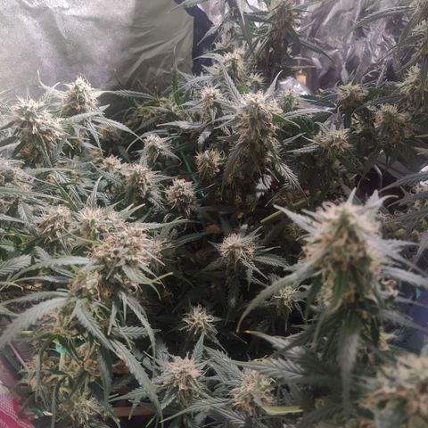 CriticalxG Cut growlog photo: A lot of fanleaves gone. 