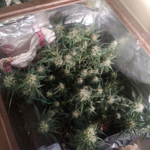 CriticalxG Cut growlog photo: A lot of fanleaves gone. 