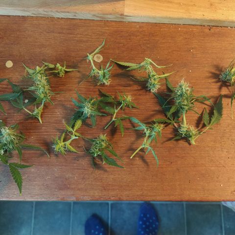 CriticalxG Cut growlog photo: Took some popcornbuds in the bottom. 