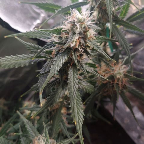 CriticalxG Cut growlog timeline photo