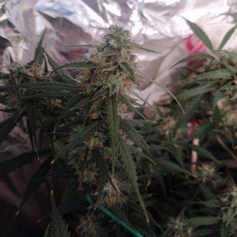 CriticalxG Cut growlog timeline photo