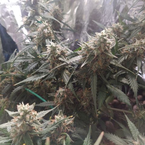 CriticalxG Cut growlog timeline photo