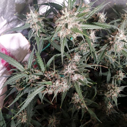 CriticalxG Cut growlog timeline photo