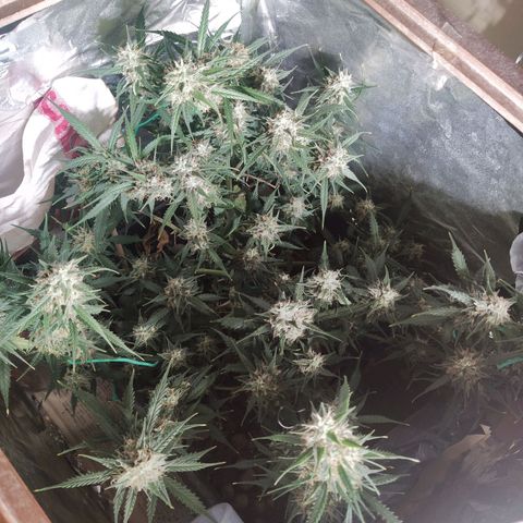 CriticalxG Cut growlog timeline photo