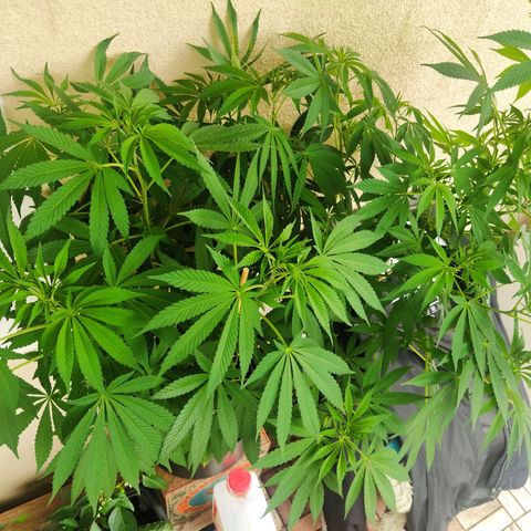 Auto Nordic Blueberry  growlog timeline photo