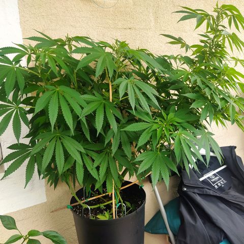 Auto Nordic Blueberry  growlog timeline photo