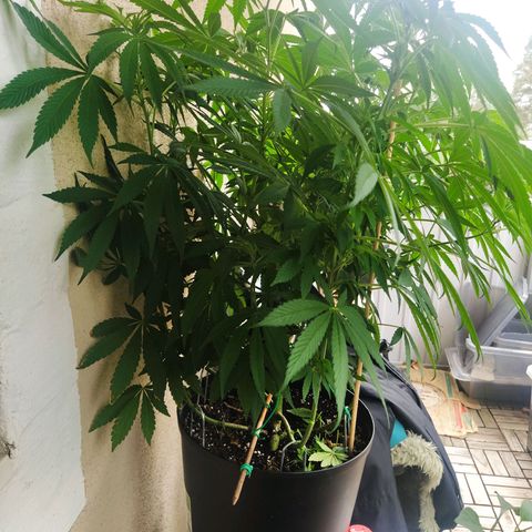 Auto Nordic Blueberry  growlog timeline photo