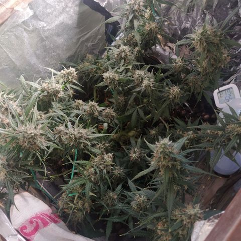 CriticalxG Cut growlog timeline photo