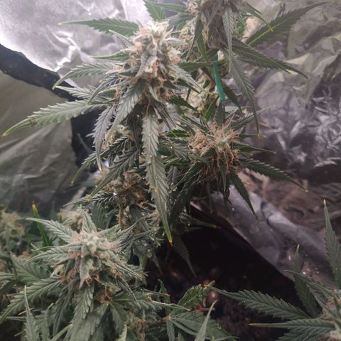 CriticalxG Cut growlog timeline photo