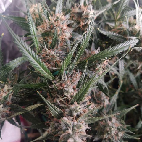 CriticalxG Cut growlog timeline photo