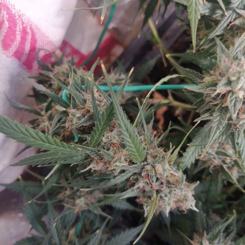 CriticalxG Cut growlog timeline photo