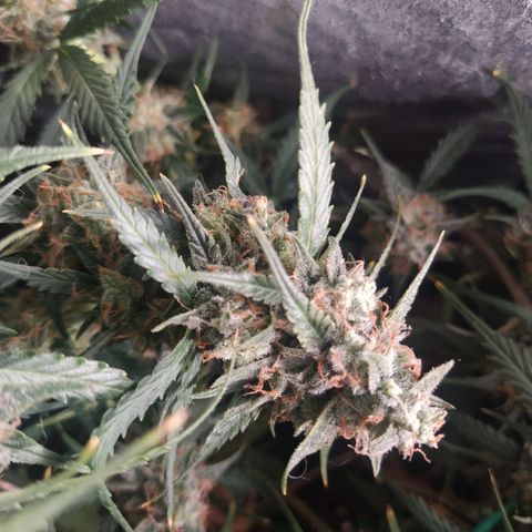 CriticalxG Cut growlog timeline photo