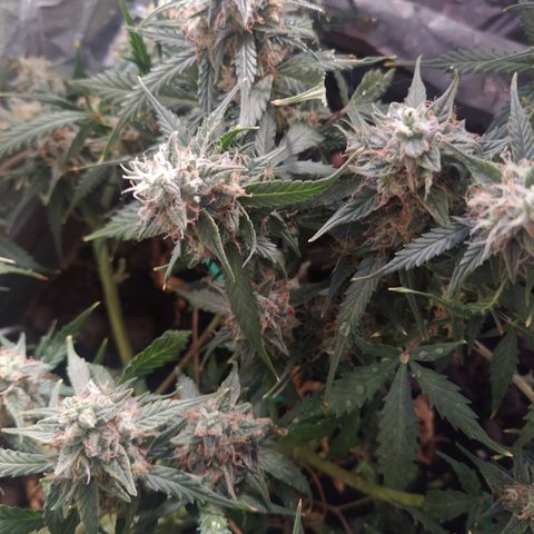 CriticalxG Cut growlog timeline photo