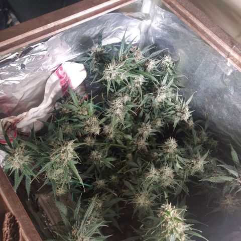 CriticalxG Cut growlog timeline photo