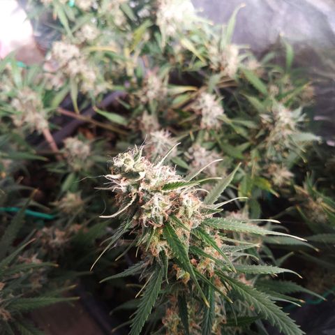CriticalxG Cut growlog timeline photo