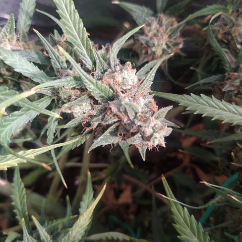 CriticalxG Cut growlog timeline photo