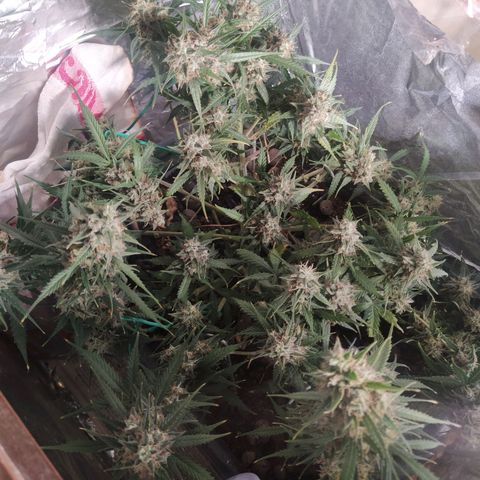 CriticalxG Cut growlog timeline photo