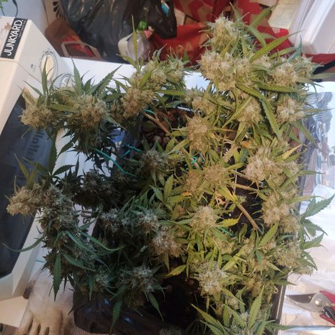 CriticalxG Cut growlog photo: Cut!!