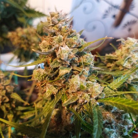 CriticalxG Cut growlog photo: Cut!!