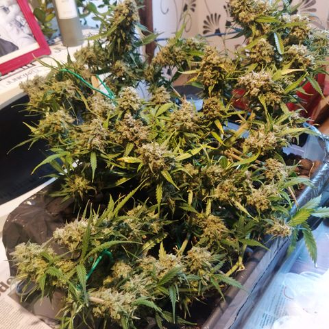 CriticalxG Cut growlog photo: Cut!!
