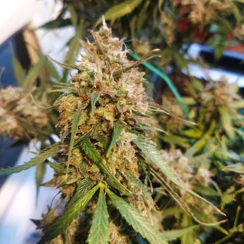 CriticalxG Cut growlog photo: Cut!!