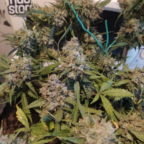 CriticalxG Cut growlog photo: Cut!!