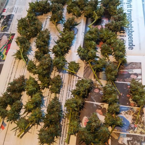 CriticalxG Cut growlog photo: Cut!!