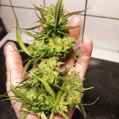 CriticalxG Cut growlog photo: Cut!!