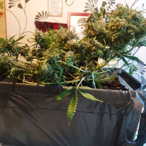 CriticalxG Cut growlog photo: Cut!!