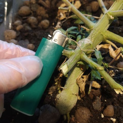 CriticalxG Cut growlog photo: Cut!!