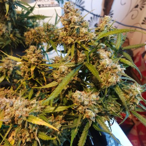 CriticalxG Cut growlog photo: Cut!!