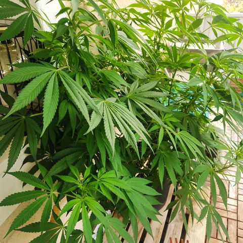Auto Nordic Blueberry  growlog photo: No buds yet...