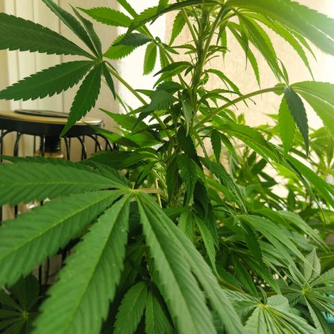 Auto Nordic Blueberry  growlog photo: No buds yet...